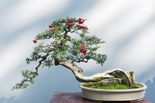 Curved bonsai tree with red fruits on a table against a white wall