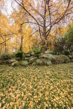 Yellow foliage in a park in autumn in Chengdu, China