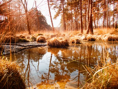 Brown Forest Pool, Swinley Forest, Bracknell, Berkshire UK. With the refection of trees and grass.