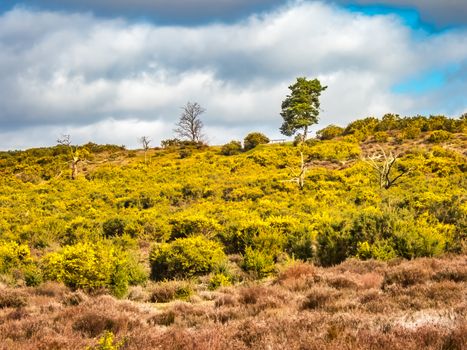 Frensham Heath in Surrey, England UK. With yellow gorse and heather and a cloudy blue sky. 