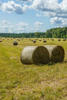 hay rolls on a grass field on a sunny summer day