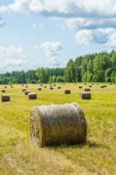 hay rolls on a grass field on a sunny summer day