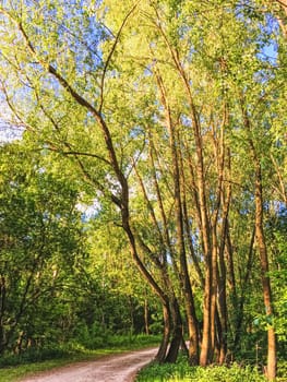 Countryside woods as rural landscape, amazing trees in green forest, nature and environment scenery