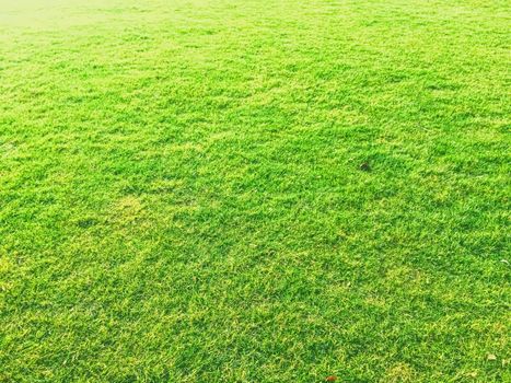 Green grass lawn as background, nature and backyard