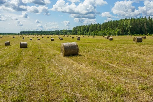 hay rolls on a grass field on a sunny summer day