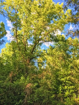 Countryside woods as rural landscape, amazing trees in green forest, nature and environment scenery