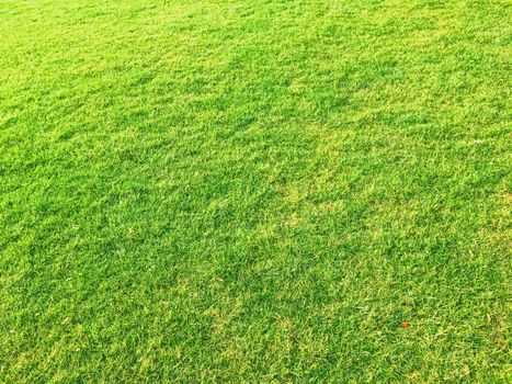 Green grass lawn as background, nature and backyard