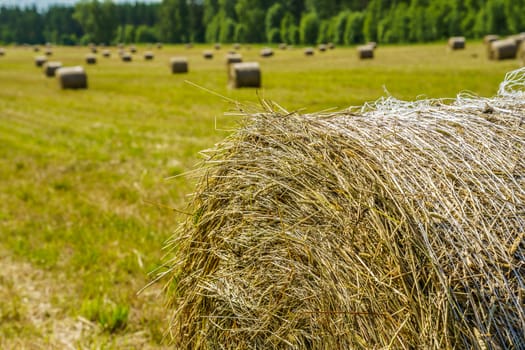 hay rolls on a grass field on a sunny summer day