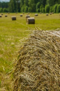 hay rolls on a grass field on a sunny summer day