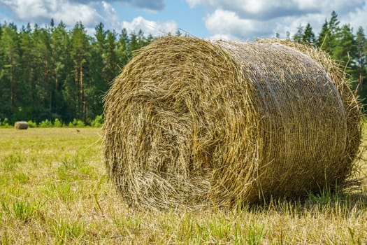 hay rolls on a grass field on a sunny summer day