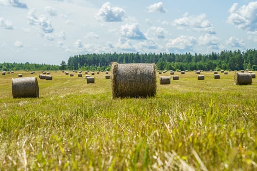 hay rolls on a grass field on a sunny summer day