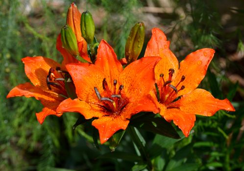Orange Lily with water drops on its petals