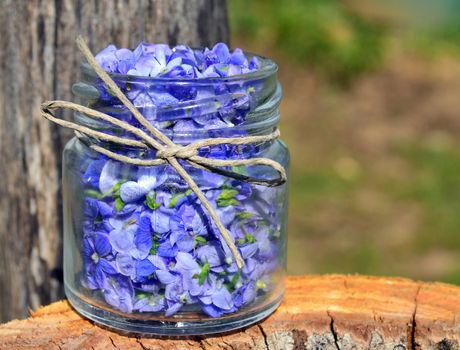 Germander speedwell(also known as Veronica chamaedrys or bird's eye speedwell or cat's eye) in a small jar