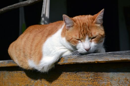 Fat red and white cat sleeping on the edge of the porch