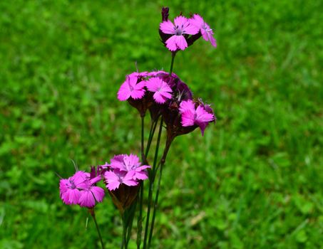 Dianthus carthusianorum (Carthusian Pink) on green meadow