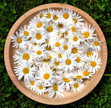 Daisy flowers in a wooden bowl