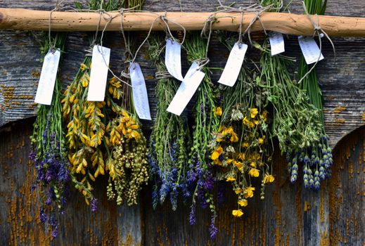 Bunches of dry herbal plants hanging on wooden wall