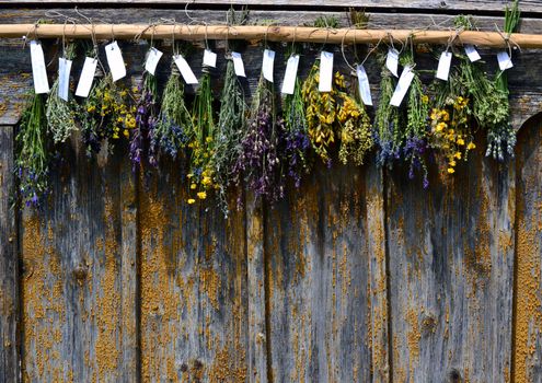 Bunches of dry herbal plants with labels hanging on old wooden wall