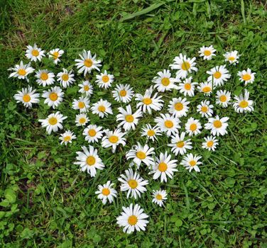 A heart made from daisy flowers on the grass