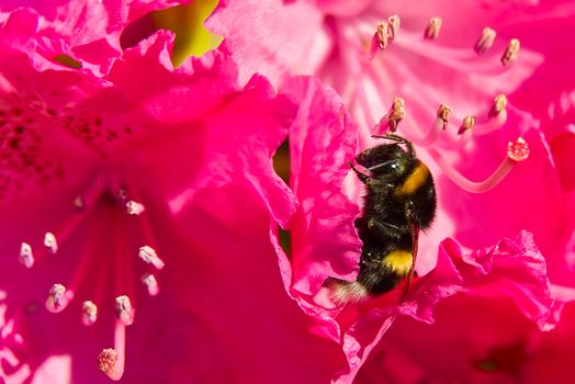 A Bumblebee sitting on a red rhododendron flower
