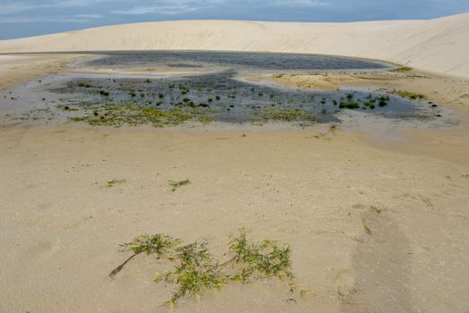 Lagoon on the middle of the dunes at Lencois Maranhenese National Park in Brazil