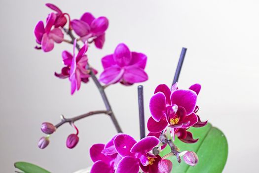 orchid flower on white background