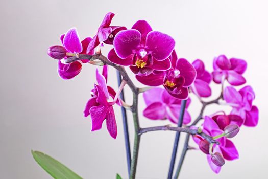 orchid flower on white background