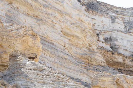 Israel Negev Desert Sede Boker. Great view of the Nakhal Tsin rift. Beautiful mountains with colorful sand. View of Nubian Ibex in Sde Boker, the Negev Desert, Southern Israel.