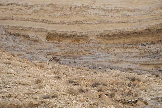 Israel Negev Desert Sede Boker. Great view of the Nakhal Tsin rift. Beautiful mountains with colorful sand. View of Nubian Ibex in Sde Boker, the Negev Desert, Southern Israel.