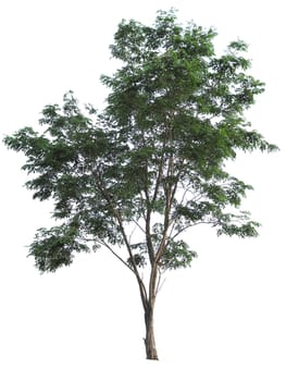 Isolated tree on white background.
Suitable for graphic work.