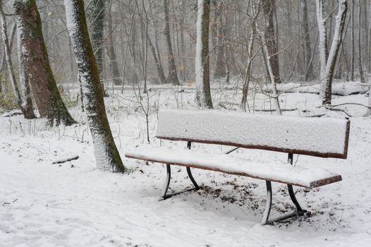 Empty bench in the forest under the snow in winter, Rotterdam, Netherlands