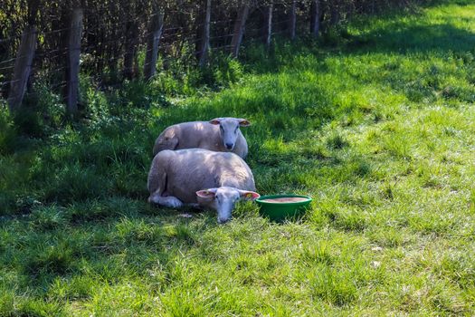 Group of sheeps and lambs on a green meadow on a sunny day during springtime