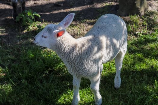 Group of sheeps and lambs on a green meadow on a sunny day during springtime