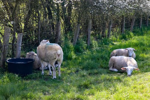 Group of sheeps and lambs on a green meadow on a sunny day during springtime