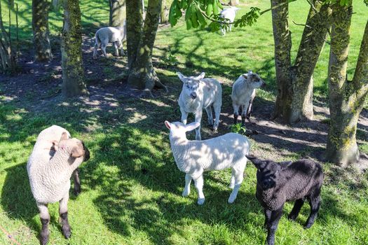 Group of sheeps and lambs on a green meadow on a sunny day during springtime