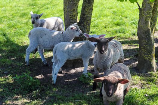 Group of sheeps and lambs on a green meadow on a sunny day during springtime