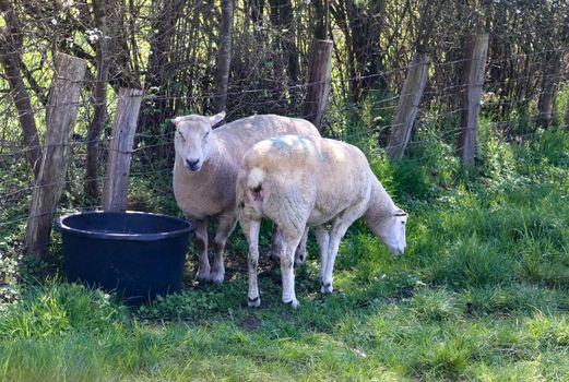 Group of sheeps and lambs on a green meadow on a sunny day during springtime