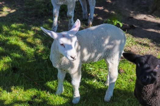 Group of sheeps and lambs on a green meadow on a sunny day during springtime