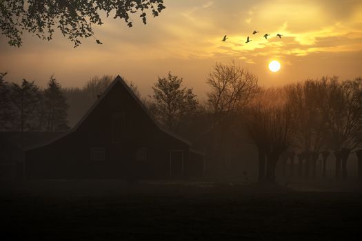 Ducks flying over a beautiful typical Dutch wooden houses architecture at the sunrise moment mirrored on the calm canal of Zaanse Schans located in the North of Amsterdam, Netherlands