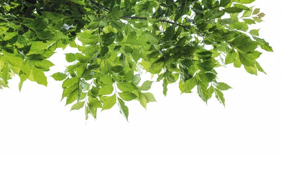 Green leaves isolated on white background