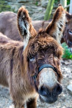 Farm Donkey portrait