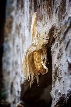 Dried corn on the wall