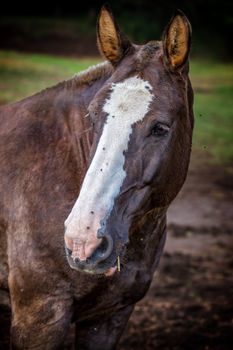 Portrait of beautiful brown horse