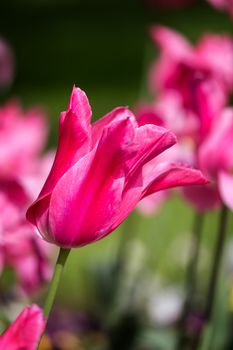 Beautiful purple tulip in spring