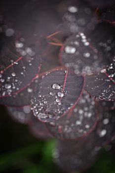 Purple leafs with water drops