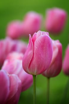 Beautiful purple tulips in spring