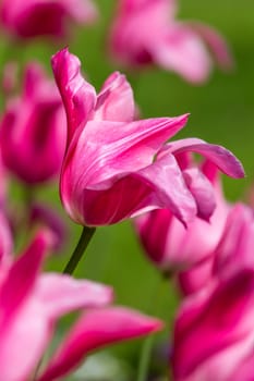 Beautiful purple tulip in spring