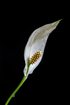 White spathiphyllum lily flower on the black background
