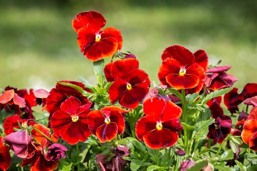 Red pansies in garden,Pansies close up. Bright flower.