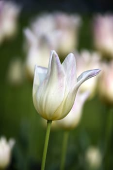 Beautiful white tulips in spring